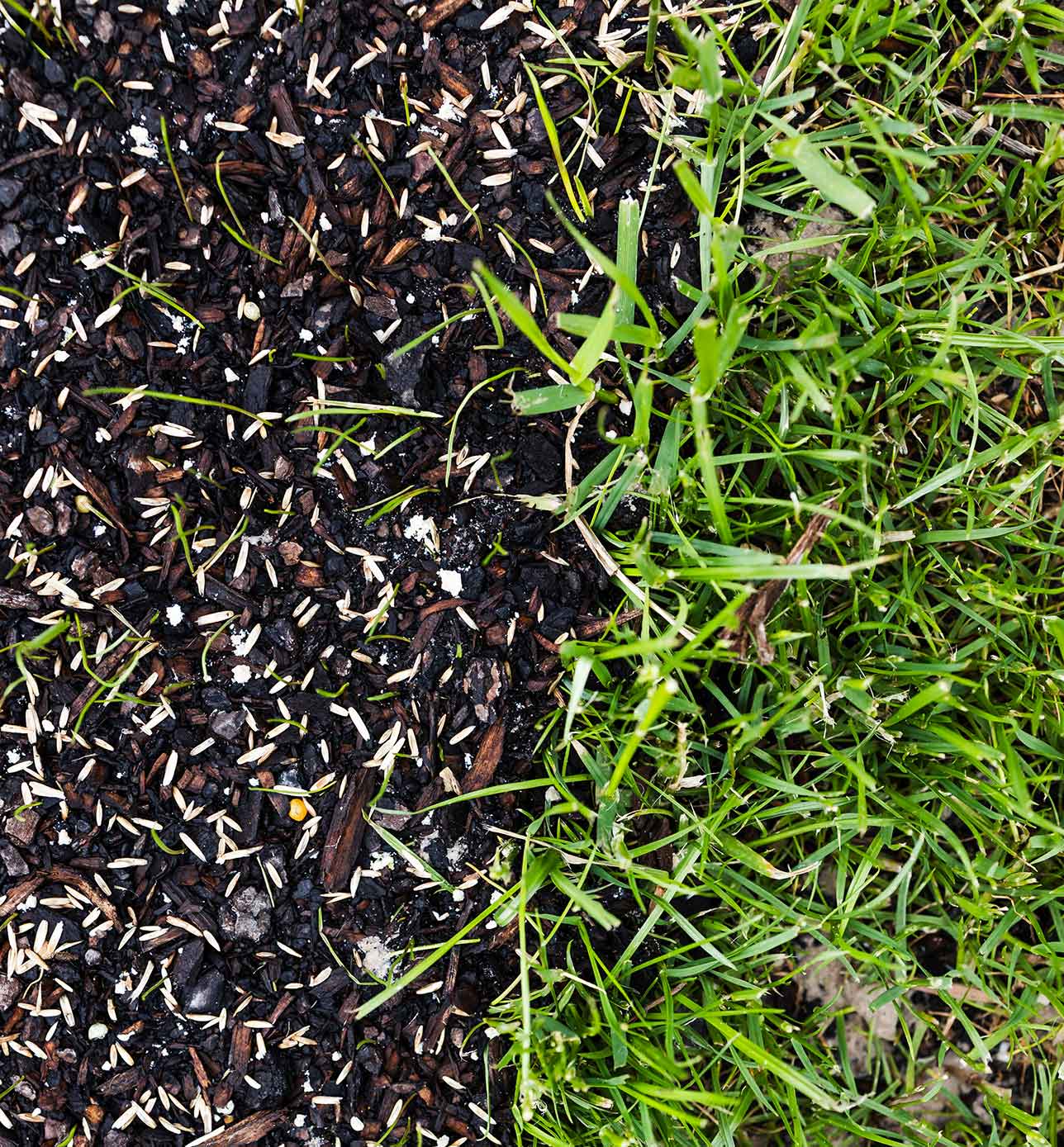 green top dressing sand Lawn Top Dressing Soil main image 1